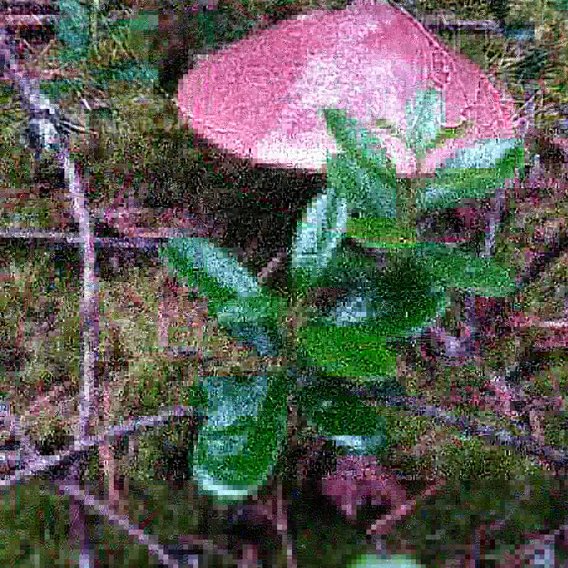 Наталья Тимофеева | Вышний Волочек