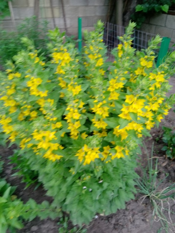 Татьяна Колчина | Касимов