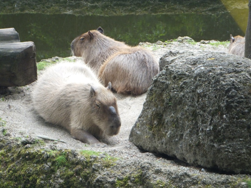 Юлия Симкина | Москва