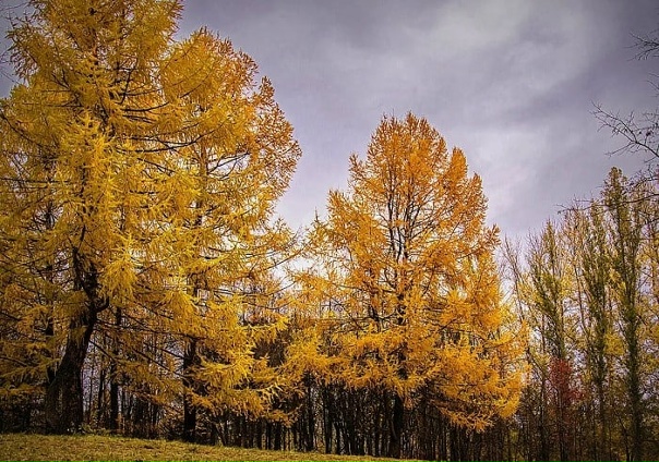 Лиственница сибирская фото осенью Лиственница сибирская фото осенью