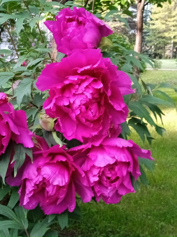 Лилия Храмова | Санкт-Петербург