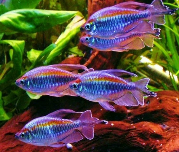 Конго тетра (Phenacogrammus interruptus) 8 Фотография