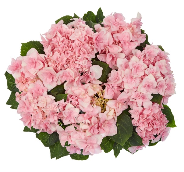Гортензия претти пинк описание и фото Гортензия претти пинк описание и фото