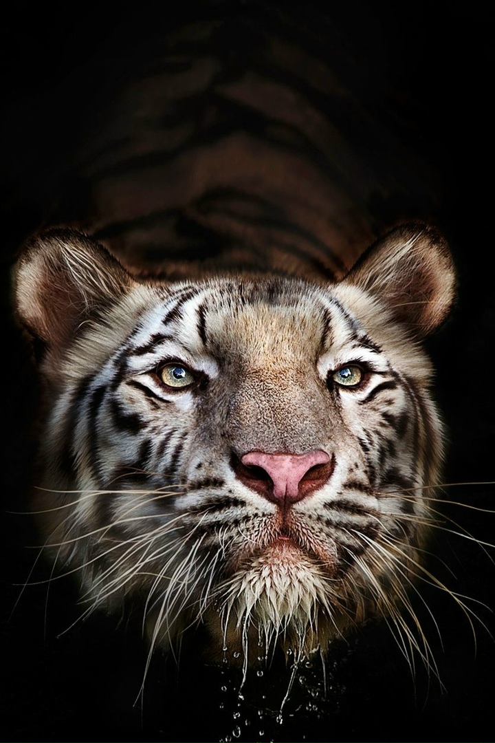 Станислав Комаров | Вязьма