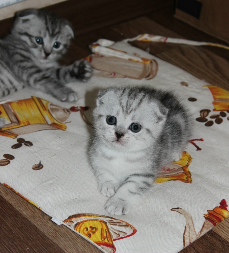 Татьяна Воропаева | Волгоград