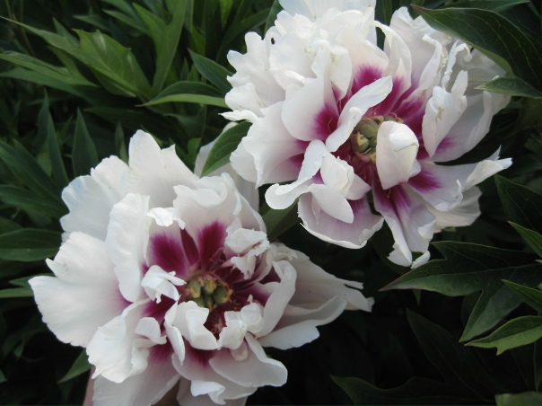 Пион Cora Louise (Кора Льюиз) купить саженцы почтой из питомника "АГРОФОНД"