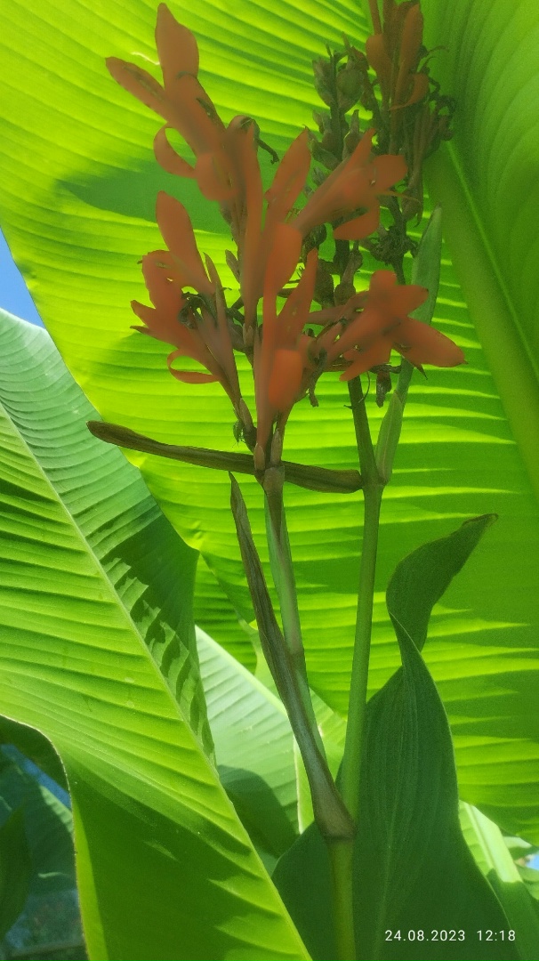 Ирина Лебединская | Воронеж