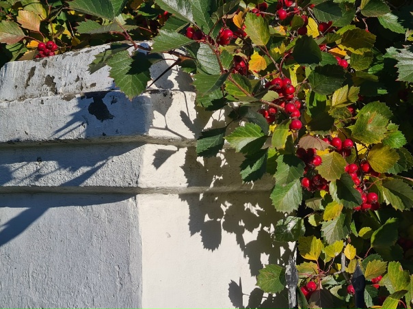 Город золотой 💛📸 Елена Прекрасная