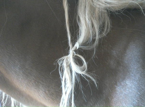 Как Ласка Заплетает Косы Лошадям Фото (48 Фото)