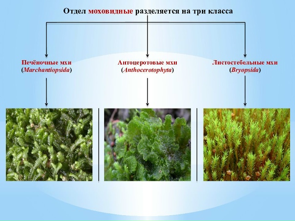 Отдел моховидные 6 класс