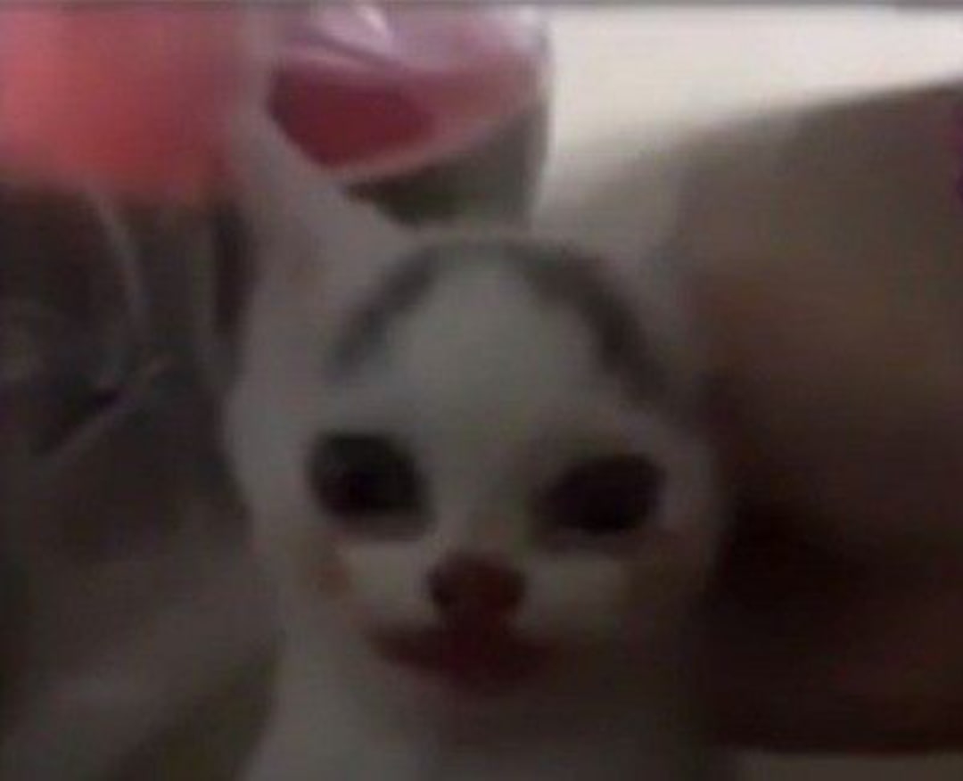 Кот Джокер
