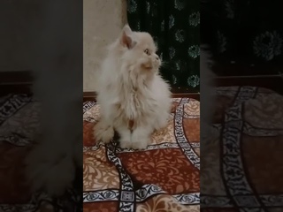 Cat OOO