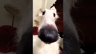Best dog  #memes #trollfaceedit#trollface #edit #funny #trolface #food #mukbang #foryou #automobile