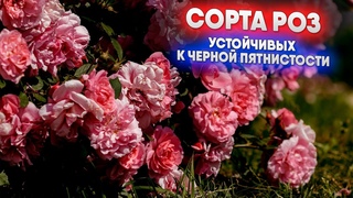 Черная пятнистость Список устойчивых сортов