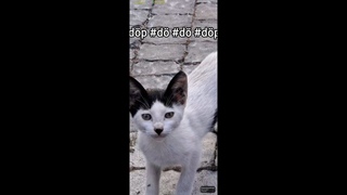 #dp #d #d #dp #dp #d #d #dp