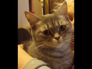 Кошка в добрые руки!