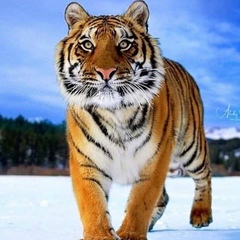 Али Алимов