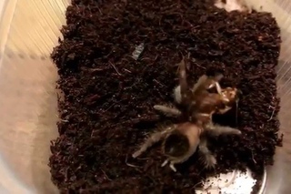 Brachypelma albopilosum кормление малыша
