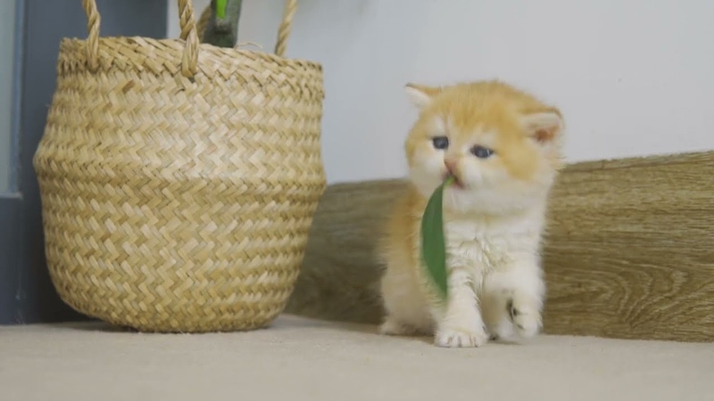 Kitten Pudding Can Feel Very Happy With Small