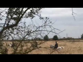 Галоп в полях