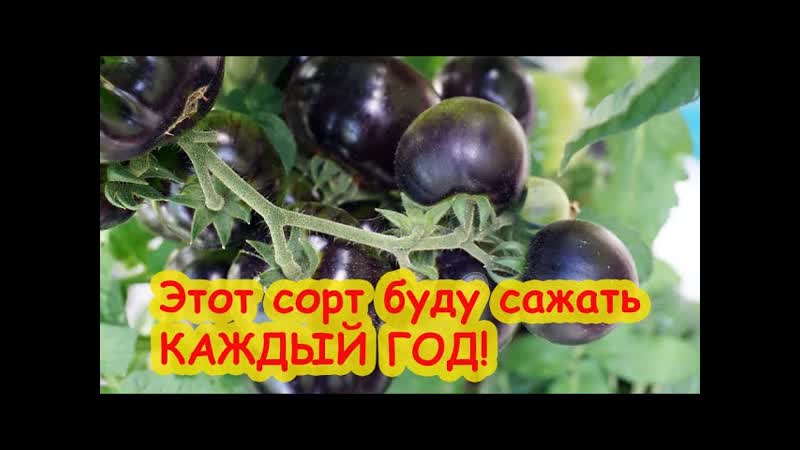 ПРОБУЮ НА ВКУС ГНОМОВ. Вкусные томаты гномы 2023 года. Теперь