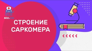 Строение саркомера | Гистология