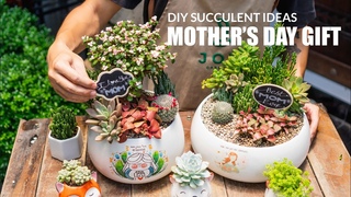 Mother’s Day Gift | Beautiful Succulent Ideas 💜🦋🌸 \\ Joy Garden Succulent