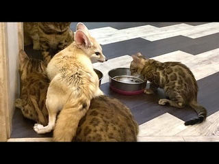 лиса верхом на коте. лиса хочет сьесть весь корм. greedy fox wants to eat all food) fox riding a cat