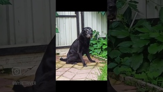Лабрадор Цыган 16,5 летСпи  спокойно малыш, ты был настоящим лабрадором с душой и взглядом Человека