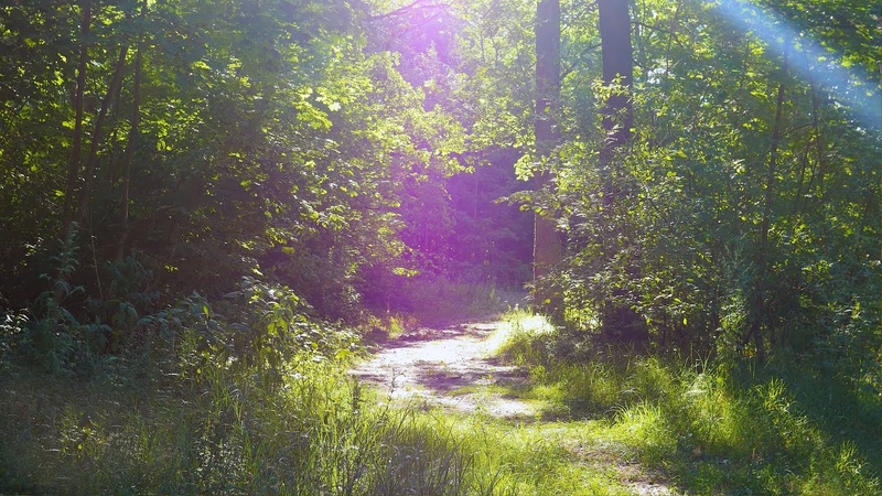 Background sounds of the forest for deep relaxation. White noise will help relieve